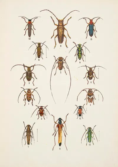 Chrząszcze (Beetles) Pl.17 by Kazimierz Kulwieć, 1926 — digital art print download