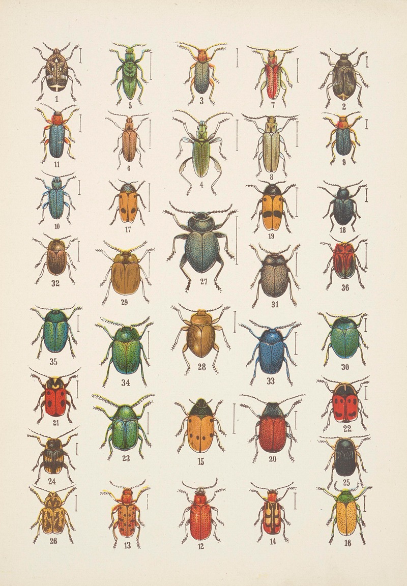 Chrząszcze (Beetles) Pl.19 by Kazimierz Kulwieć, 1926 — digital art print download