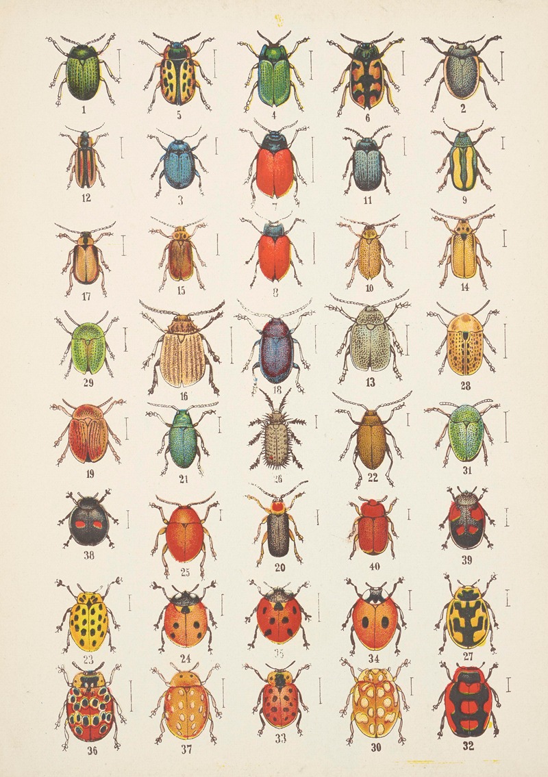 Chrząszcze (Beetles) Pl.20 by Kazimierz Kulwieć, 1926 — digital art print download