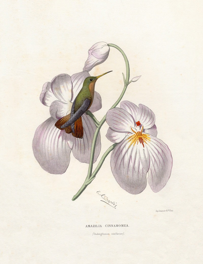 Amazilia Cinnamomea by Поль Южен Меспле, 1874-1877 — digital art print download