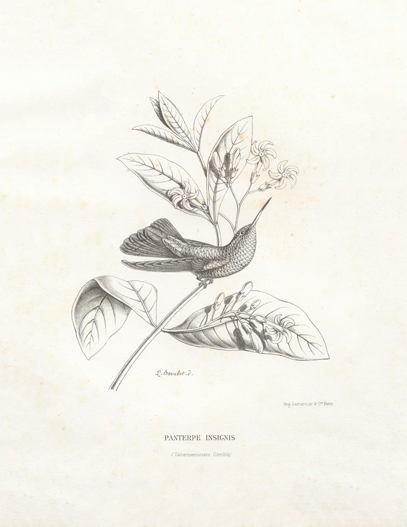 Panterpe Insignis by Поль Южен Меспле, 1874-1877 — digital art print download