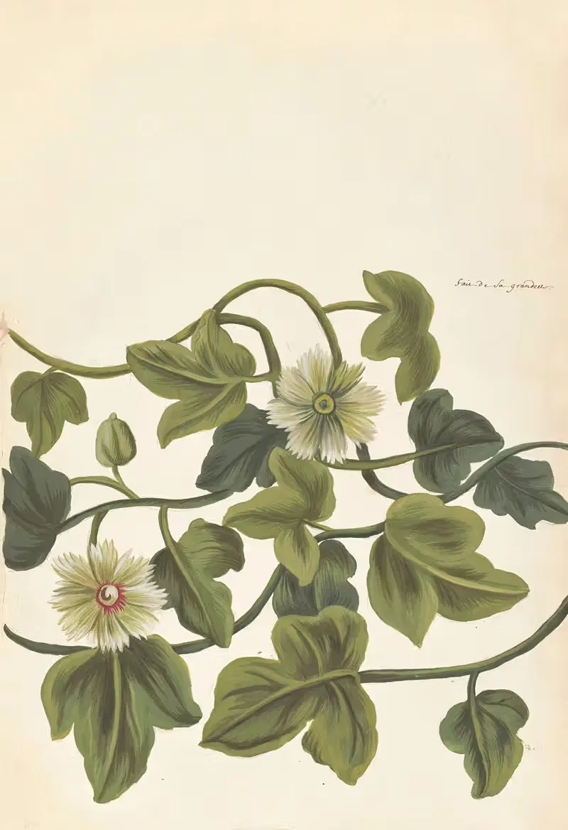 Plantes etrang par Aubriet Pl.073 — Claude Aubriet