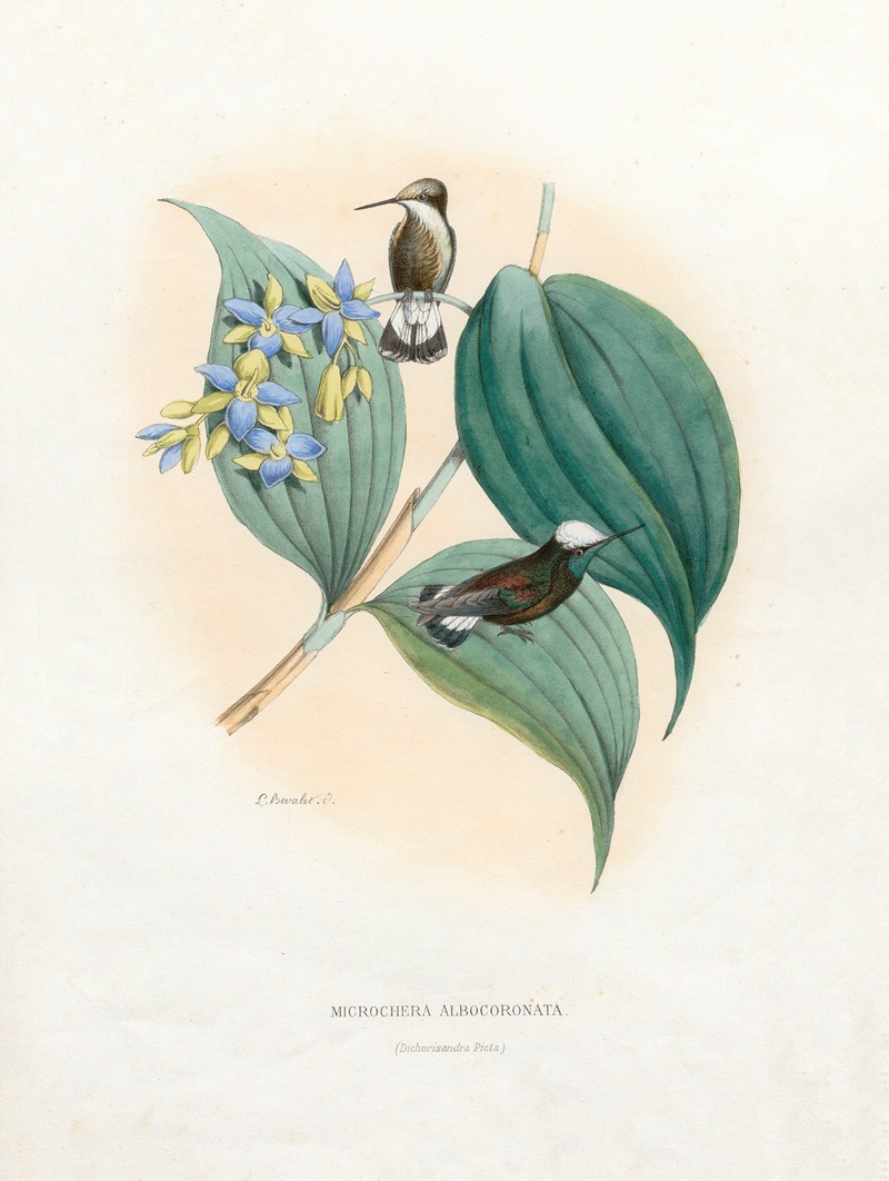 Microchera Albocoronata by Поль Южен Меспле, 1874-1877 — digital art print download