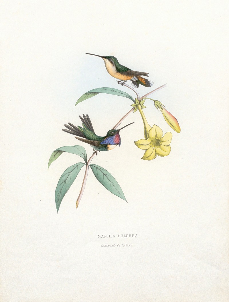 Manila Pulchra by Paul Eugène Mesplès, 1874-1877 — digital art print download