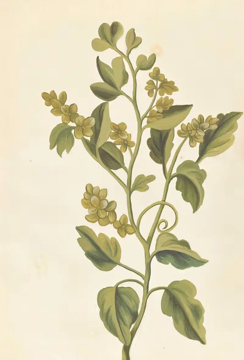 Plantes etrang par Aubriet Pl.074 — Claude Aubriet
