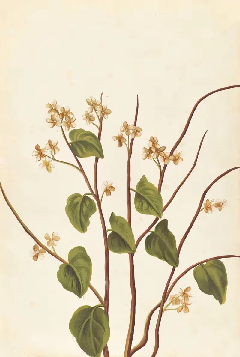 Plantes etrang par Aubriet Pl.075 — Claude Aubriet