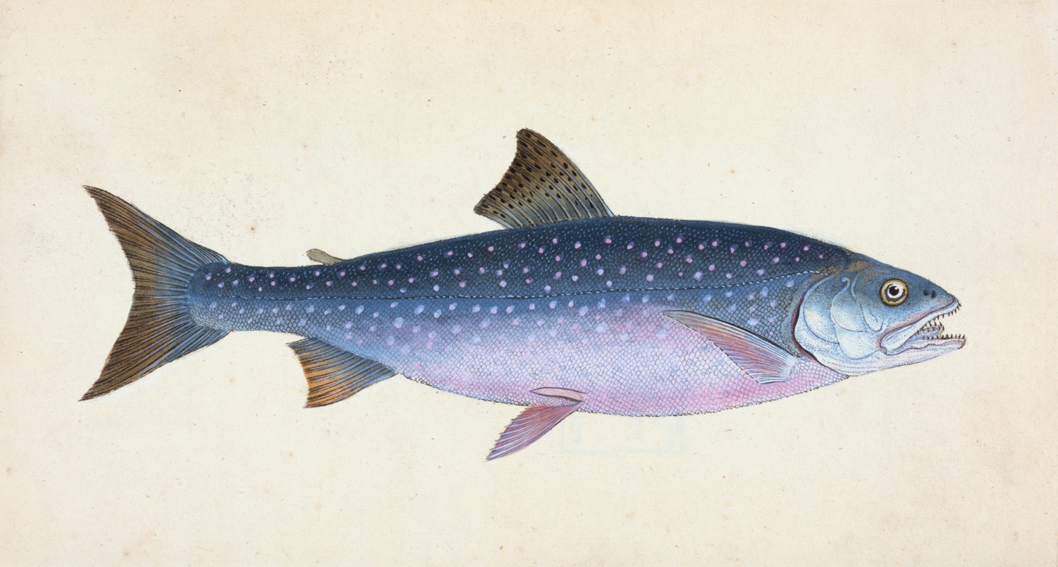 Alpine Charr, Salmo alpinus by Edward Donovan, 1803 — digital art print download
