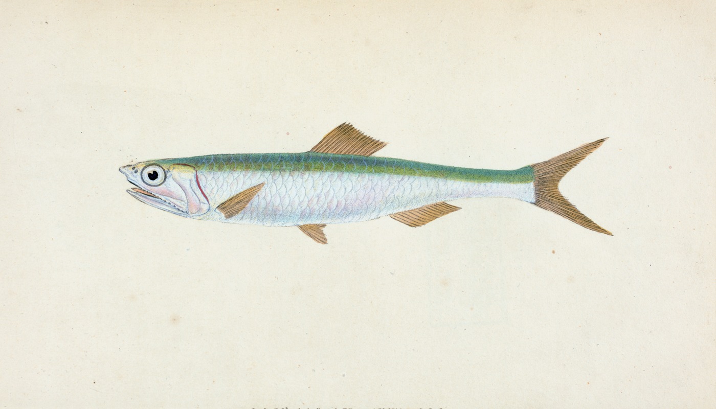 Anchovy, Clupea encrasicolus by Edward Donovan, 1803 — digital art print download