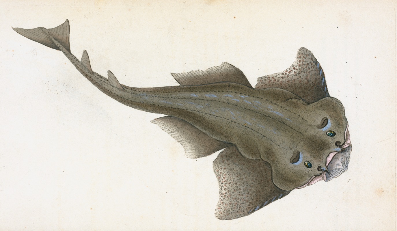 Angel shark, Squalus Squatina by Edward Donovan, 1803 — digital art print download