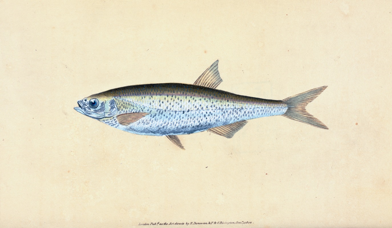 Bleak, Cyprinus Alburnus by Edward Donovan, 1803 — digital art print download