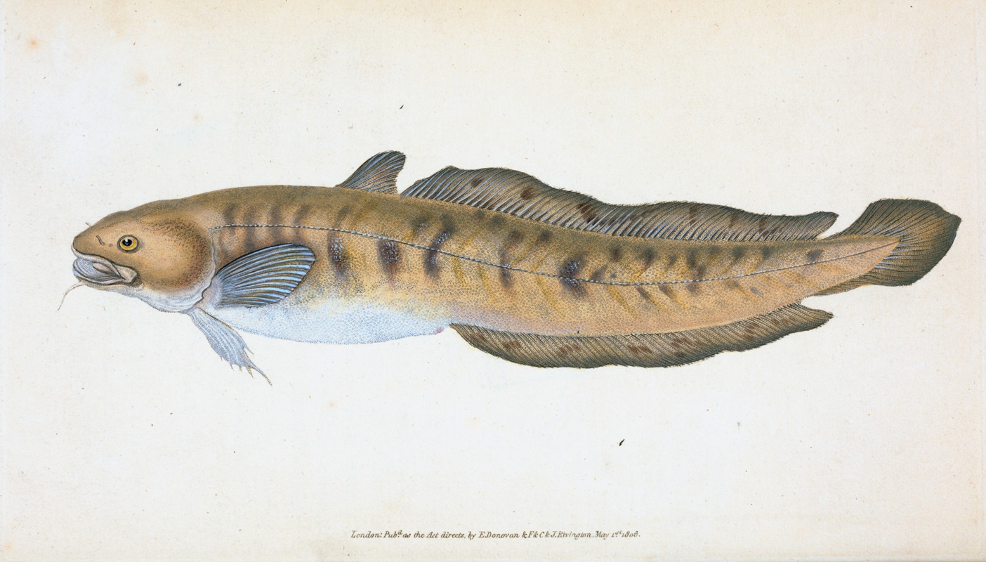Burbot, Gadus lota by Edward Donovan, 1803 — digital art print download