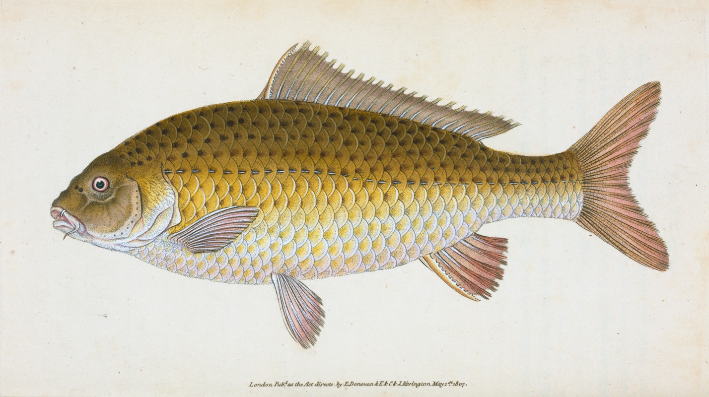 Carp, Cyprinus Carpio by Edward Donovan, 1803 — digital art print download