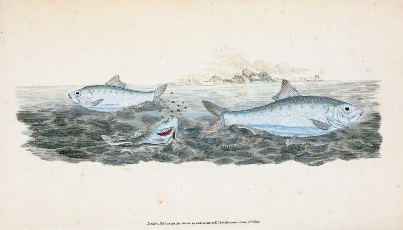 Clupea alosa, young, White Bait by Edward Donovan, 1803 — digital art print download