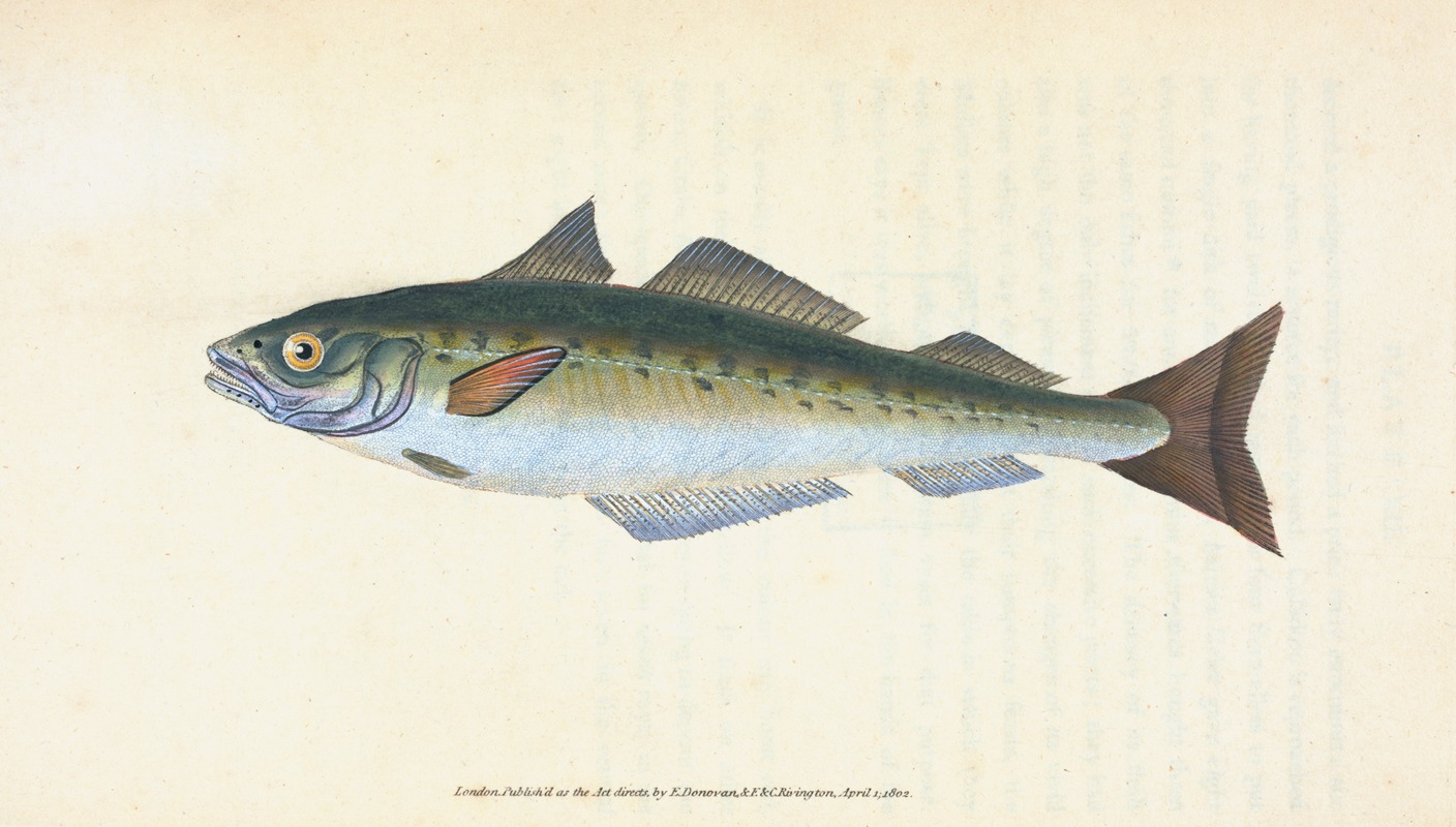 Coal Fish, Gadus Carbonarius by Edward Donovan, 1803 — digital art print download