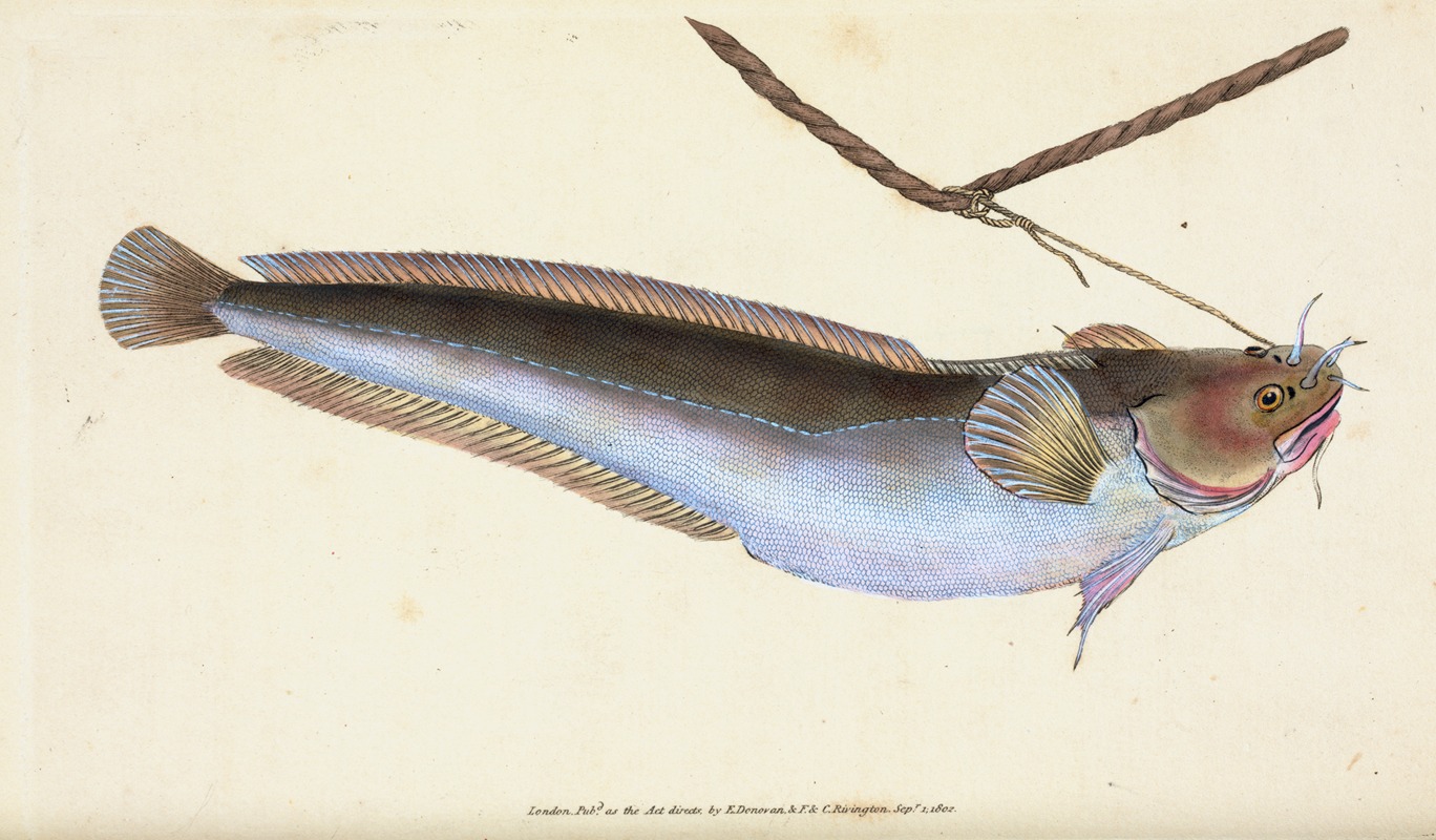 Cod, five-bearded, Gadus Mustella by Edward Donovan, 1803 — digital art print download