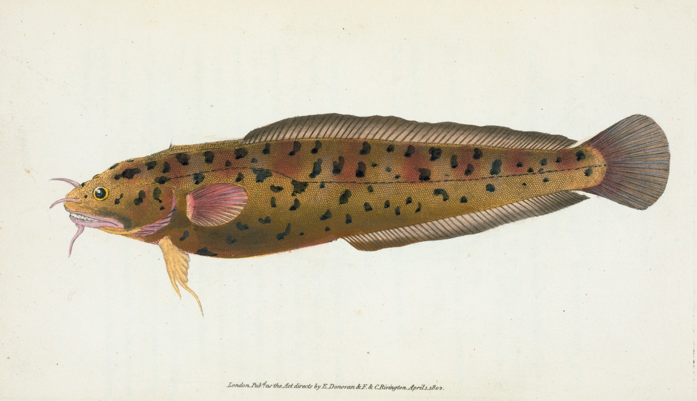 Cod, three-bearded, Gadus Tricirratus by Edward Donovan, 1803 — digital art print download