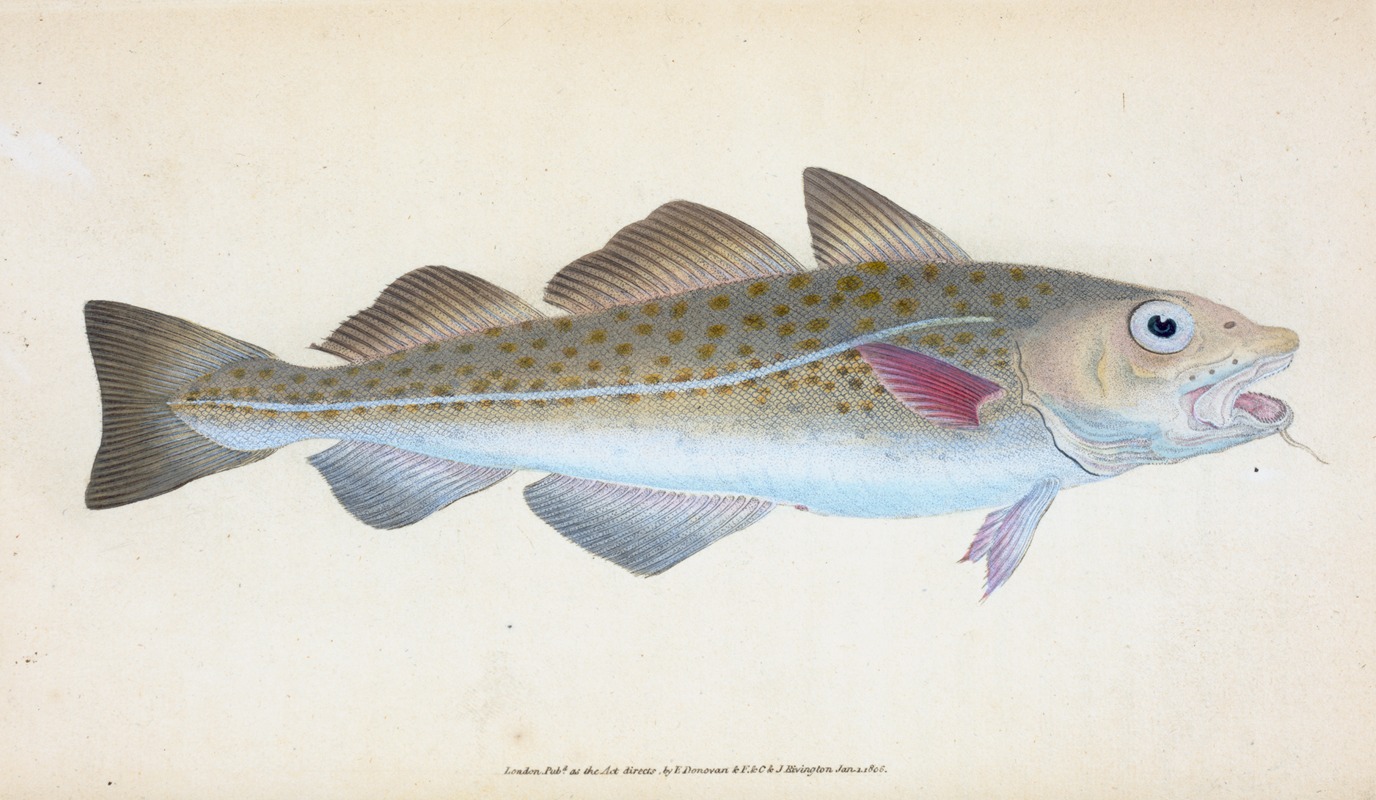 Common Cod-fish, Gadus Morhua by Edward Donovan, 1803 — digital art print download