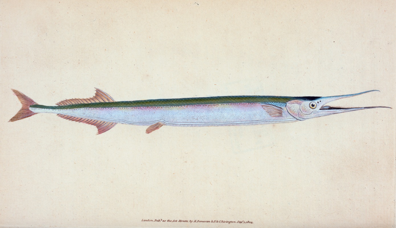 Common Gar-fish, Esox belone by Edward Donovan, 1803 — digital art print download