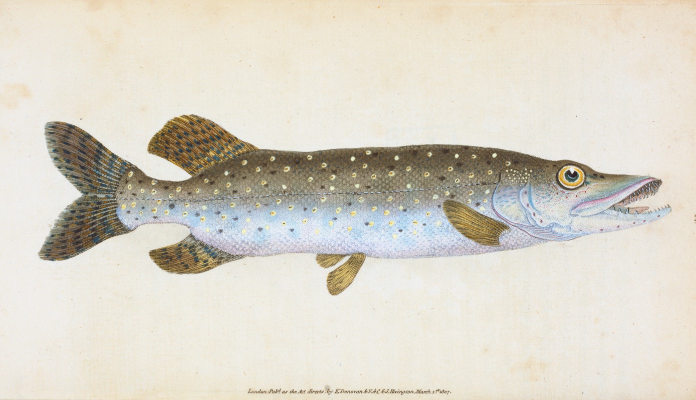 Common Pike, Esox Lucius by Edward Donovan, 1803 — digital art print download