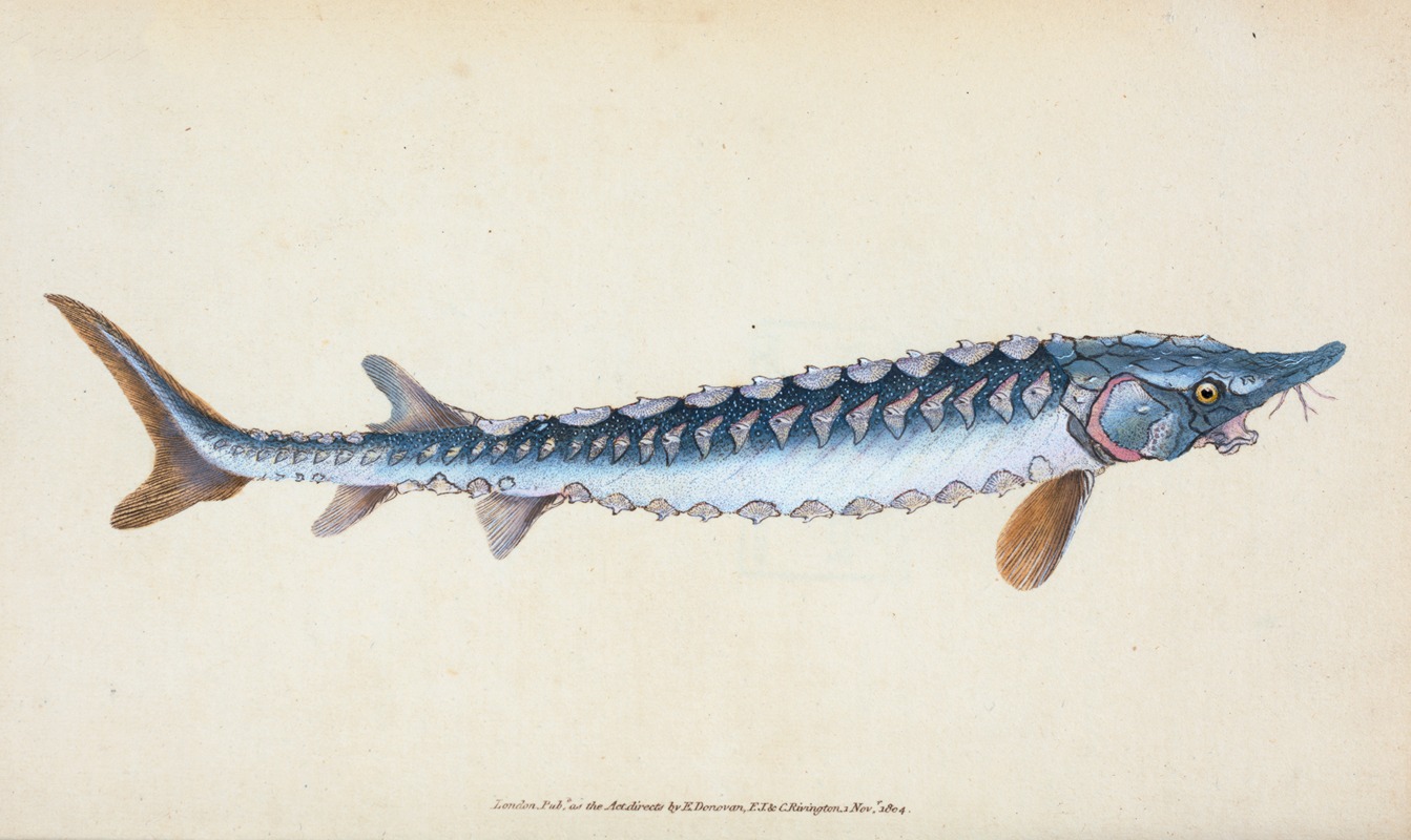 Common Sturgeon, Acipenser Sturio by Edward Donovan, 1803 — digital art print download