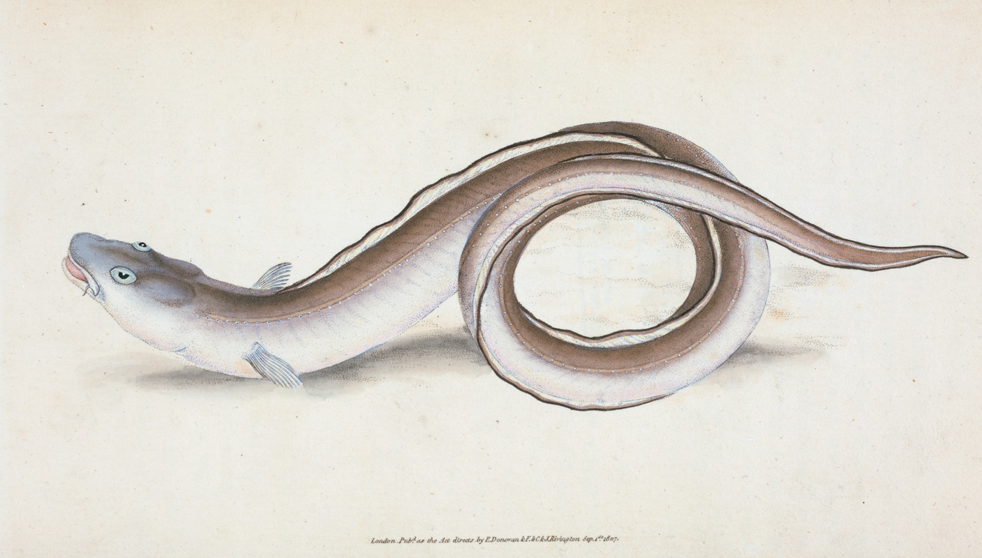 Conger Eel, Muræna Conger by Edward Donovan, 1803 — digital art print download