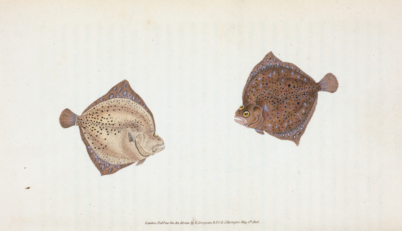 Cyclops Flounder, Pleuronectes Cyclops by Edward Donovan, 1803 — digital art print download