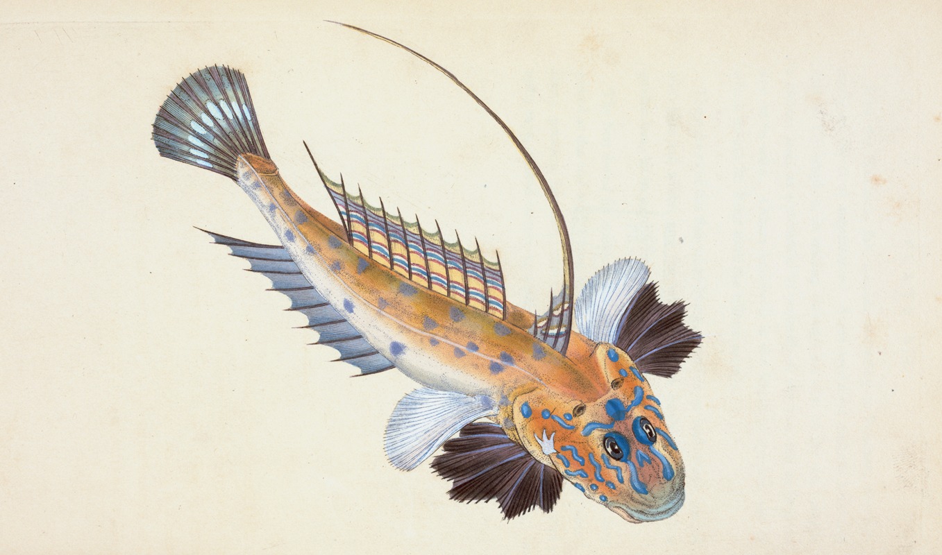 Dragonet, gemmous, Gallioyumus Lyra — Edward Donovan
