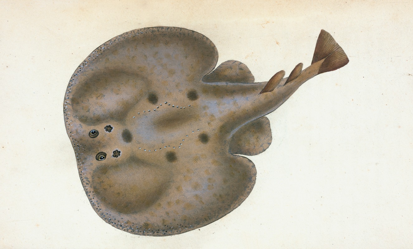 Electric Ray, Raja Torpedo by Edward Donovan, 1803 — digital art print download
