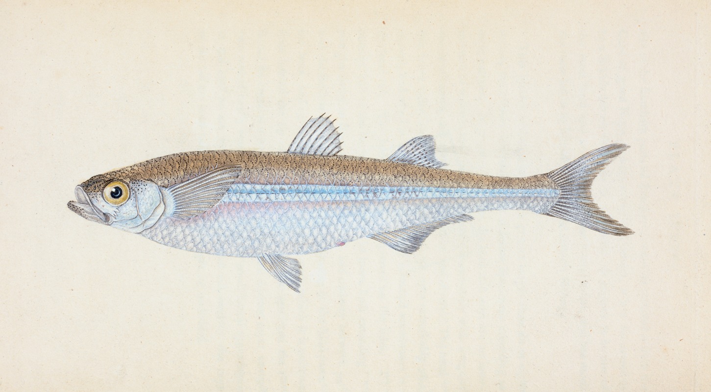 European Atherine, Atherina Hepsetus — Edward Donovan
