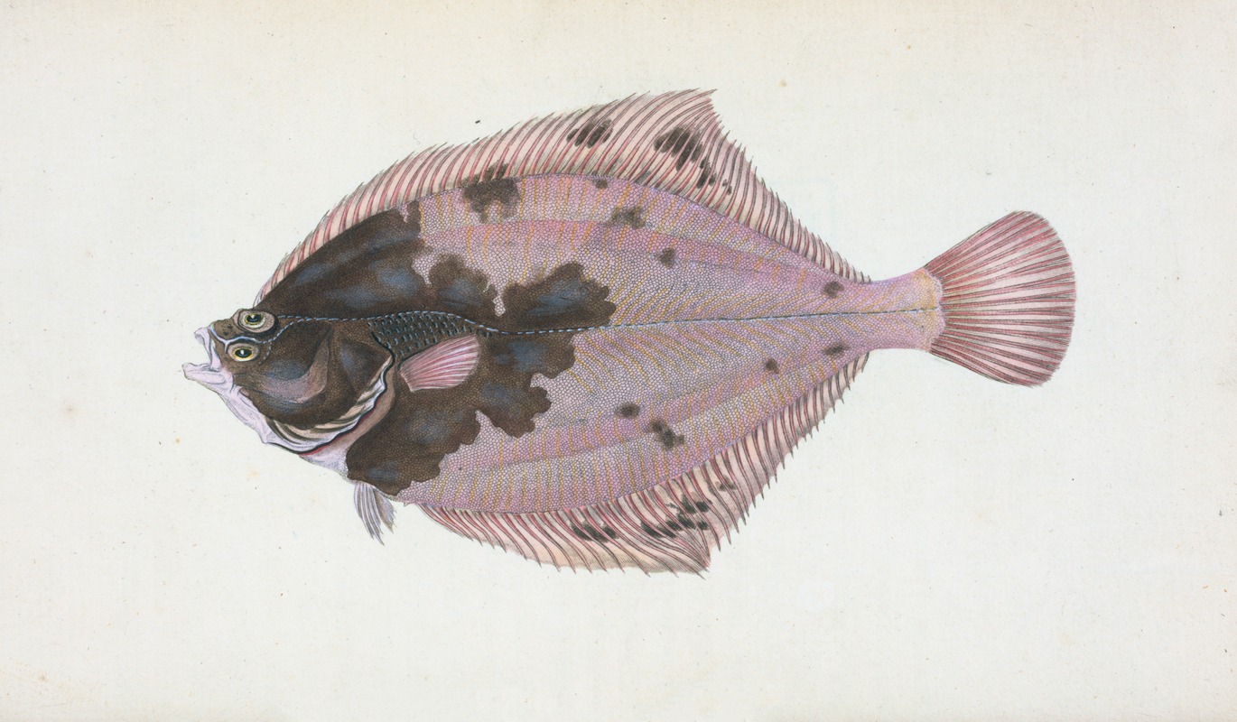Flounder, Pleuronectes Flessus by Edward Donovan, 1803 — digital art print download