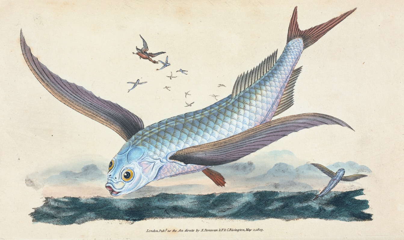 Flying-fish, Exocoetus Volitans by Edward Donovan, 1803 — digital art print download