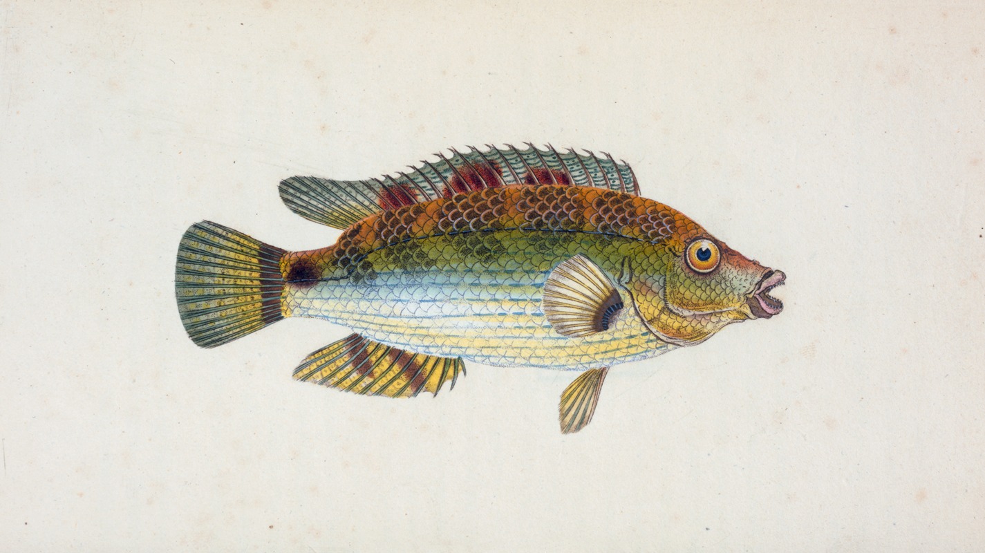 Goldfinny, Labrus Cornubiensis — Edward Donovan