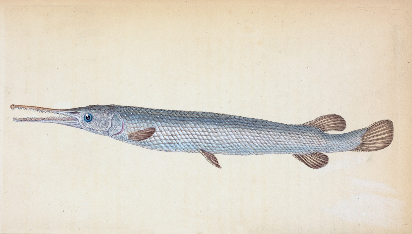 Great, or Bony Gar-fish, Esox Osseus — Edward Donovan