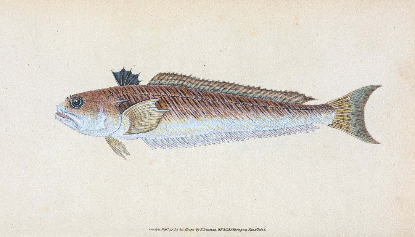 Greater Weever, or Sting-bull, Trachius Major — Edward Donovan