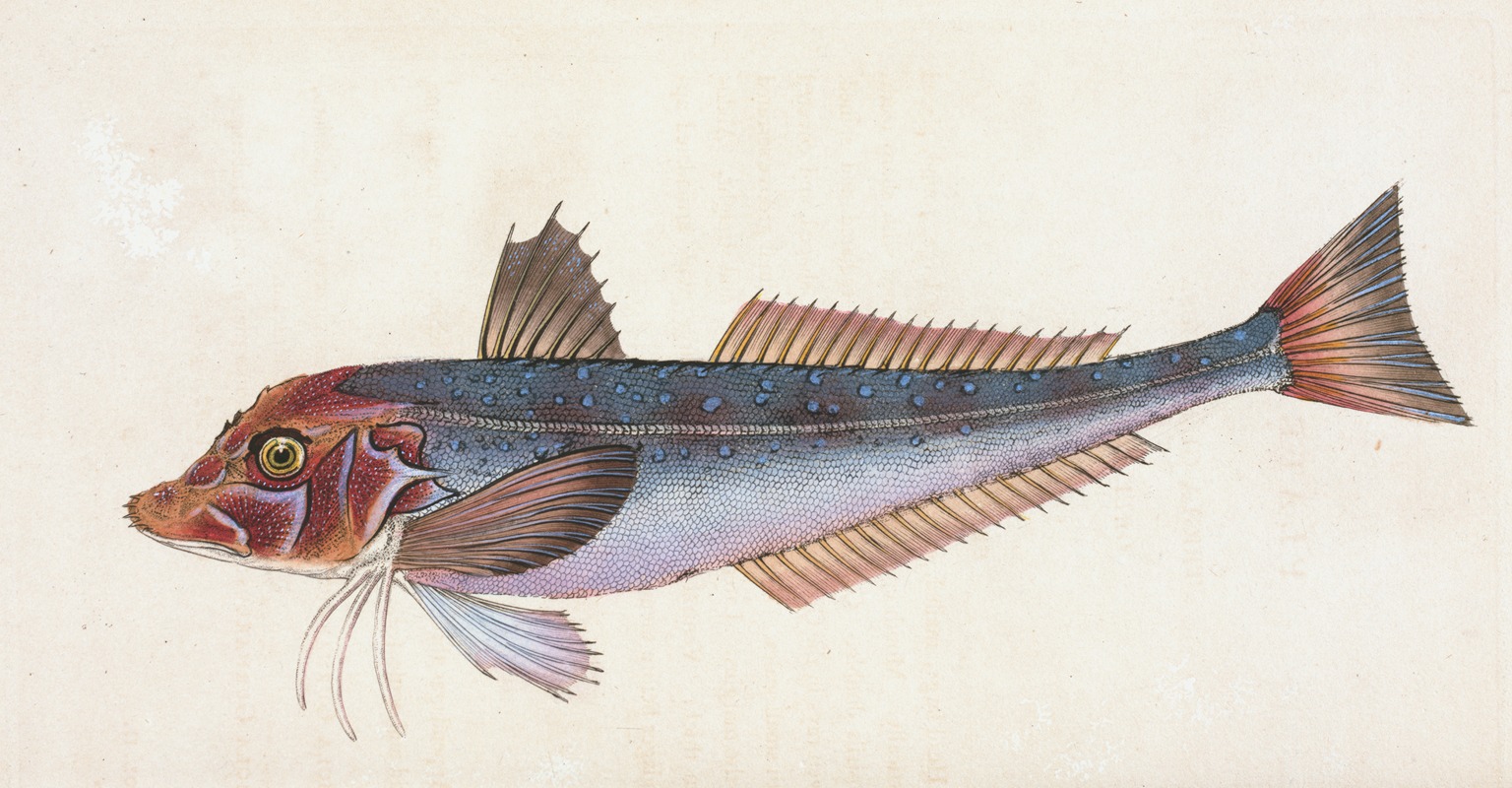 Grey Gurnard, Trigla Gurnardus — Edward Donovan
