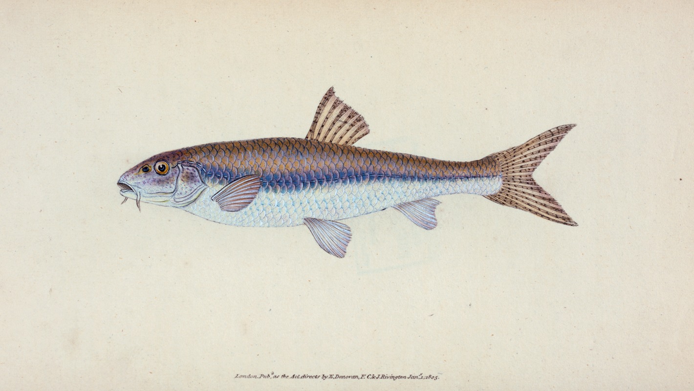 Gudgeon, Cyprinus Gobio by Edward Donovan, 1803 — digital art print download