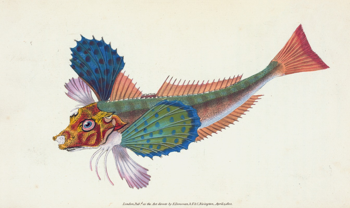Gurnard, sapphirine, Trigla Hirundo — Edward Donovan