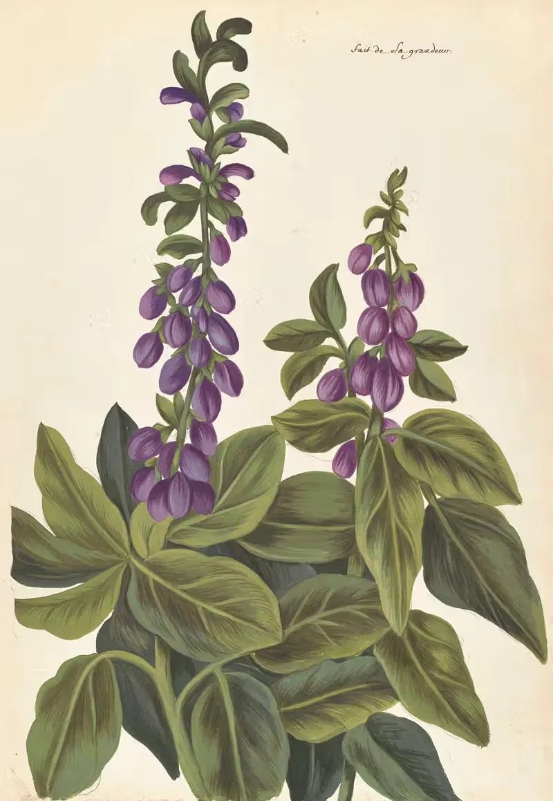 Plantes etrang par Aubriet Pl.080 — Claude Aubriet