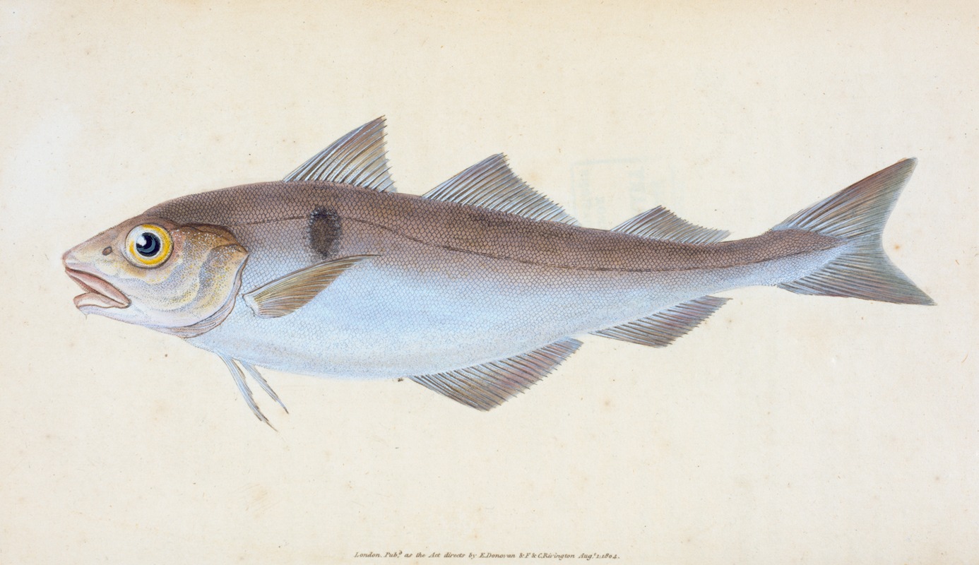 Haddock, Gadus Æglefinus by Edward Donovan, 1803 — digital art print download