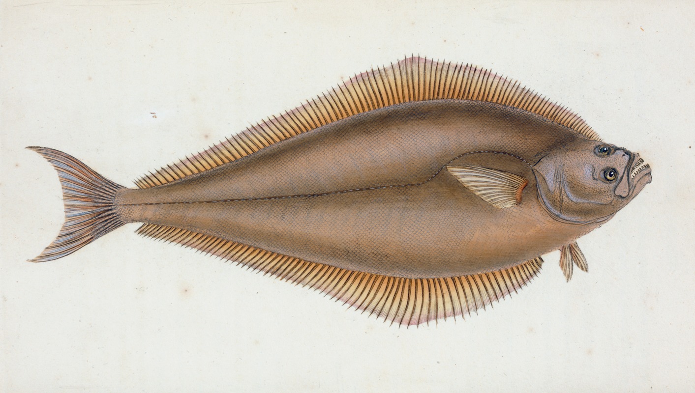 Holibut, Pleuronectes Hippoglossus by Edward Donovan, 1803 — digital art print download