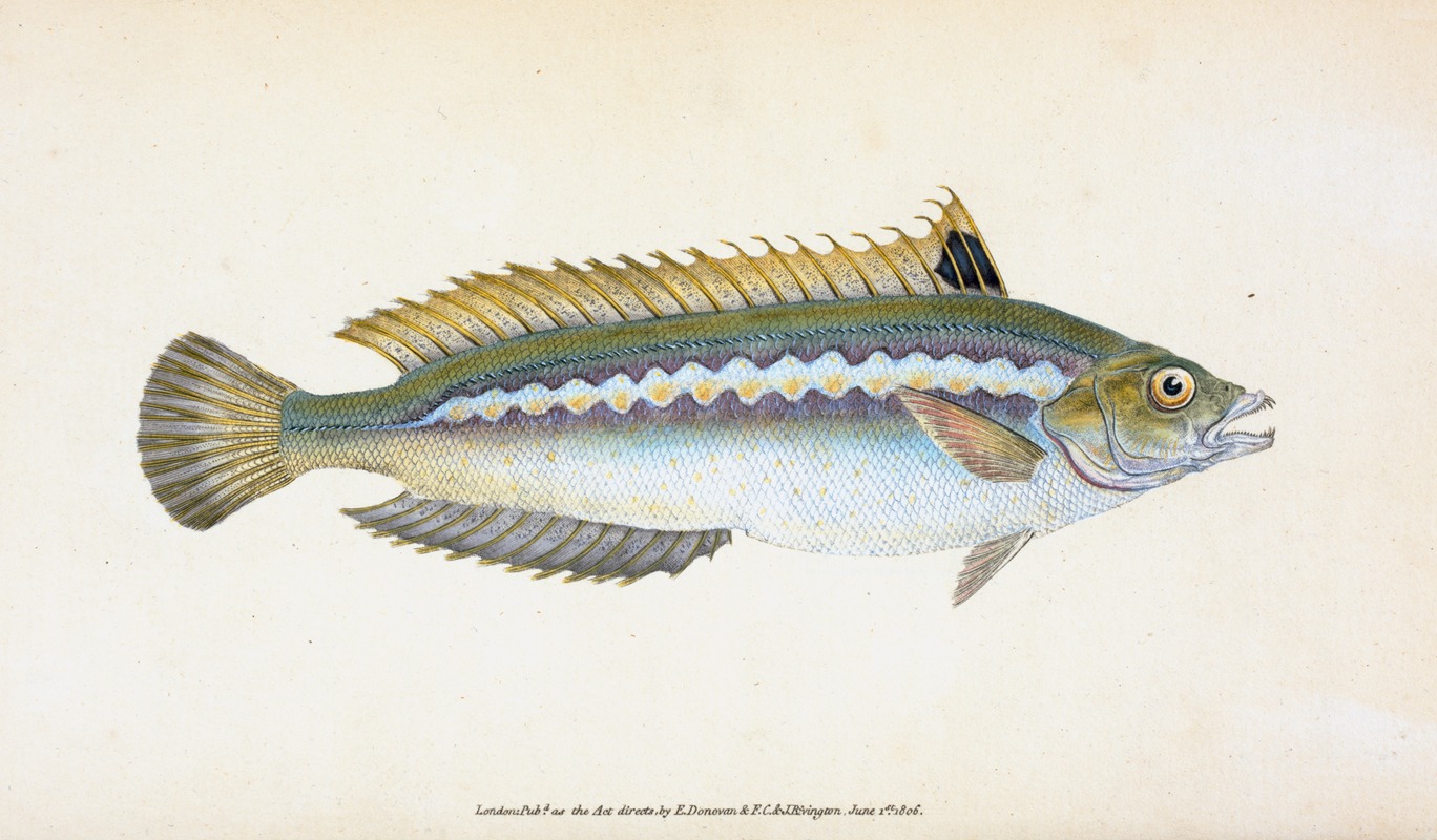 Indented-striped Wrasse, Labrus Julis by Edward Donovan, 1803 — digital art print download