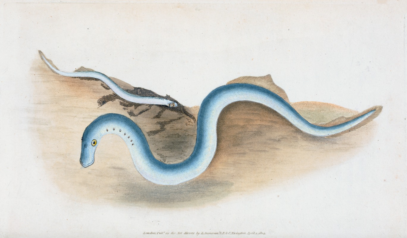 Lesser Lamprey, Petromyzon fluvialitis by Edward Donovan, 1803 — digital art print download