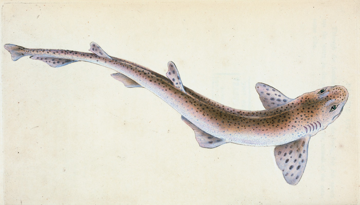Lesser Spotted Dog-fish, Squalus Catulus by Edward Donovan, 1803 — digital art print download