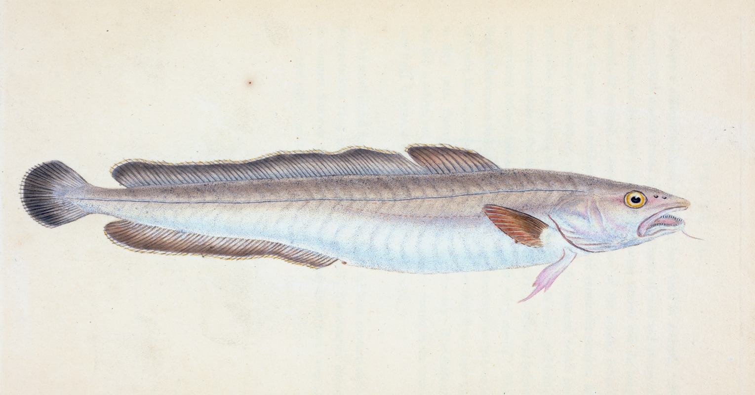 Ling, Gadus Molva by Edward Donovan, 1803 — digital art print download