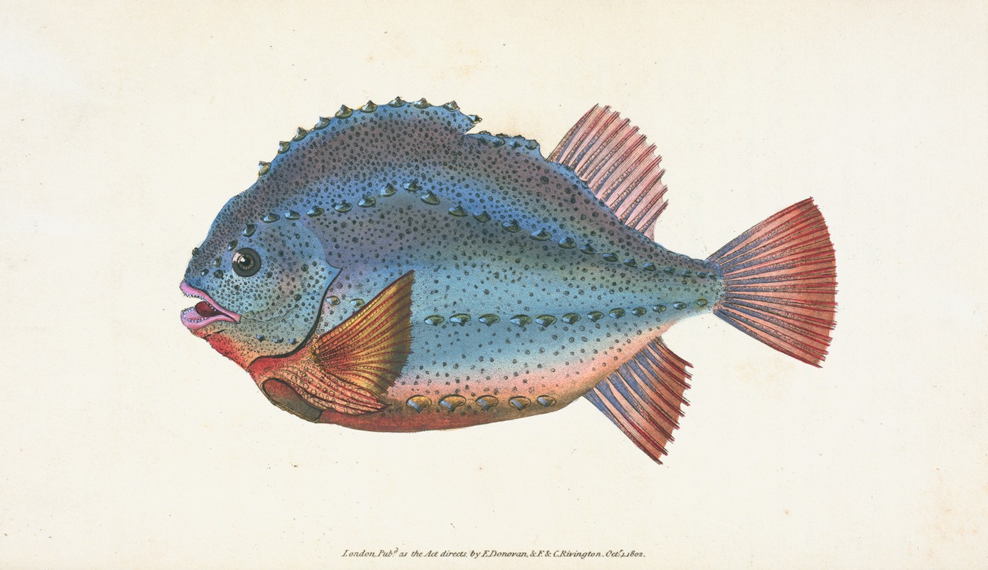 Lump Sucker, Cycloterus Lumpus by Edward Donovan, 1803 — digital art print download