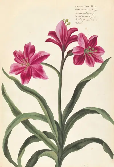 Plantes etrang par Aubriet Pl.081 by Claude Aubriet, 1722 — digital art print download