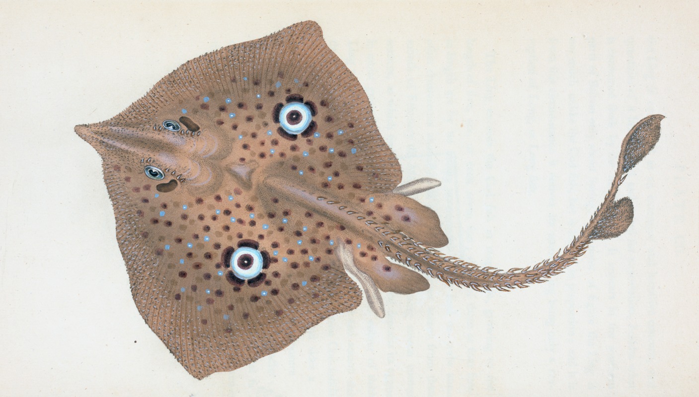 Mirror Ray, Raja Miraletus by Edward Donovan, 1803 — digital art print download