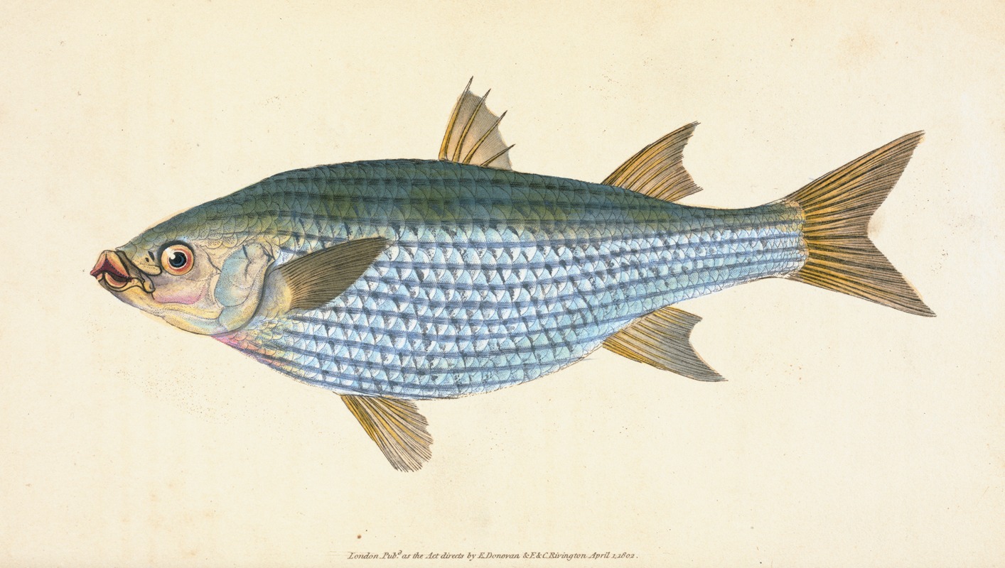 Mullet, Mugil Cephalus by Edward Donovan, 1803 — digital art print download