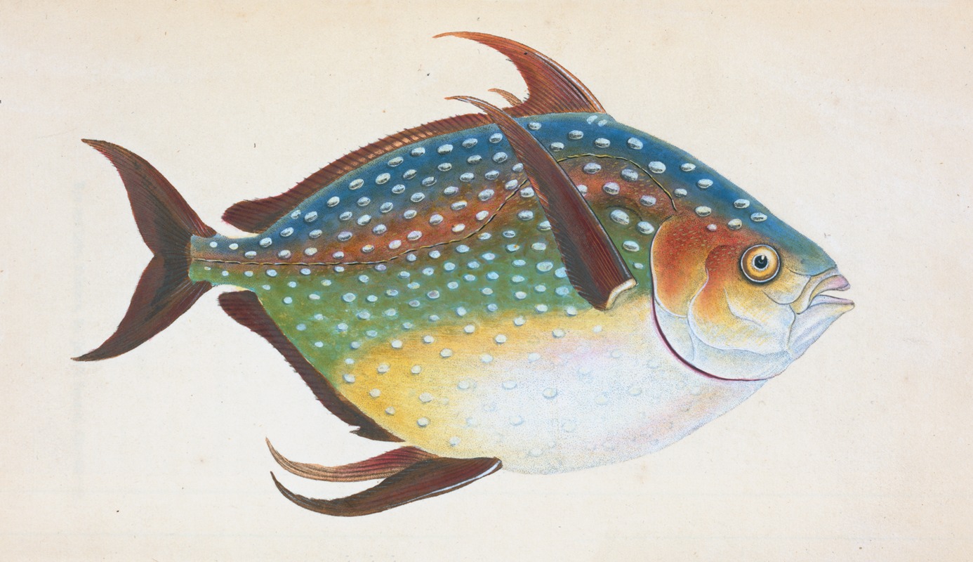 Opah, or King-fish, Zeus Luna — Edward Donovan