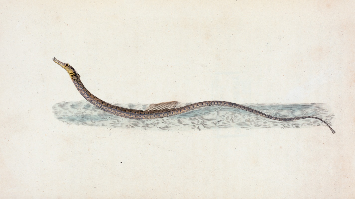 Pelagic Pipe-fish, Syngnathus Pelagicus — Edward Donovan